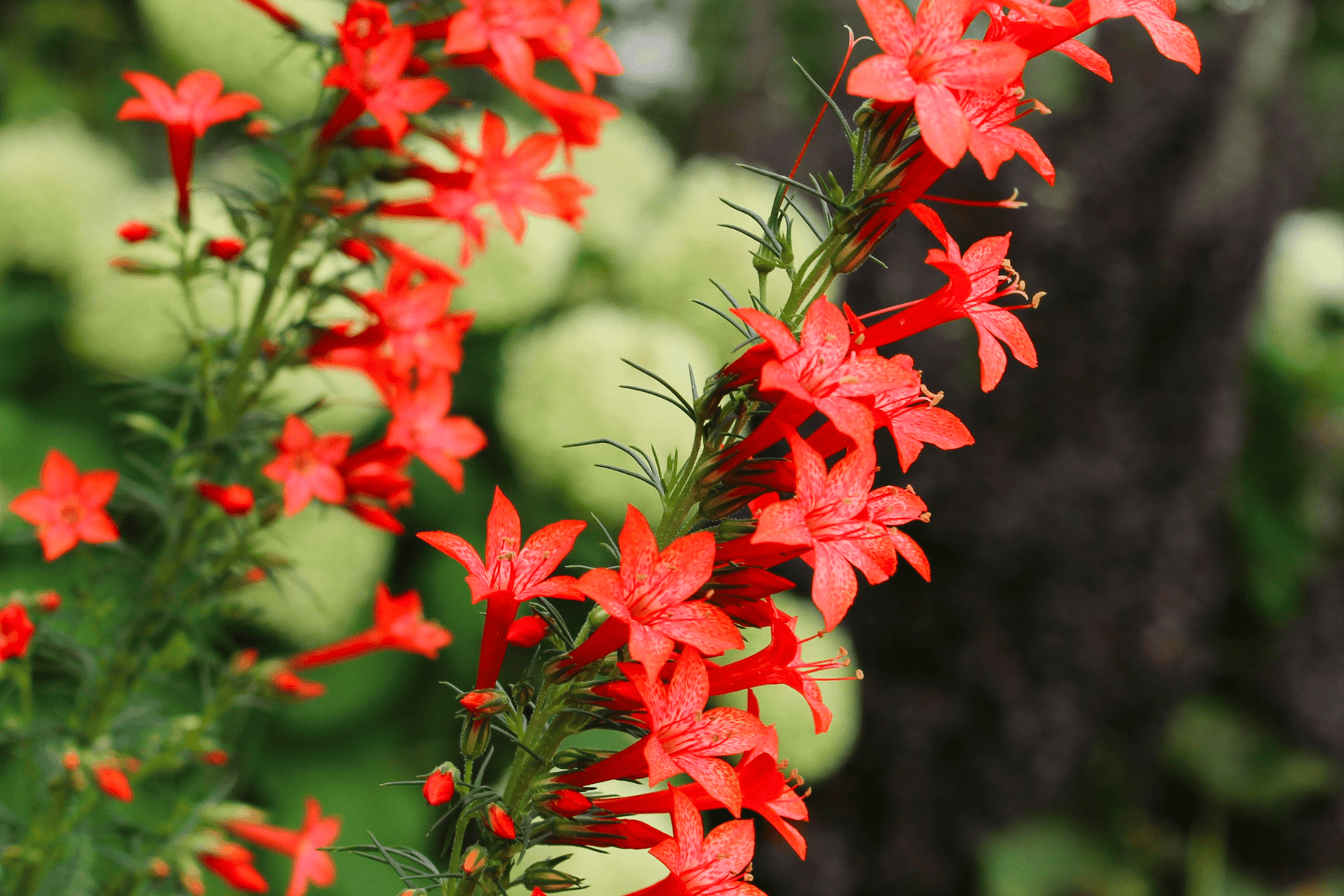 Standing Cypress - Seed Packet Native Gardeners Standing Cypress - Seed Packet Native Gardeners