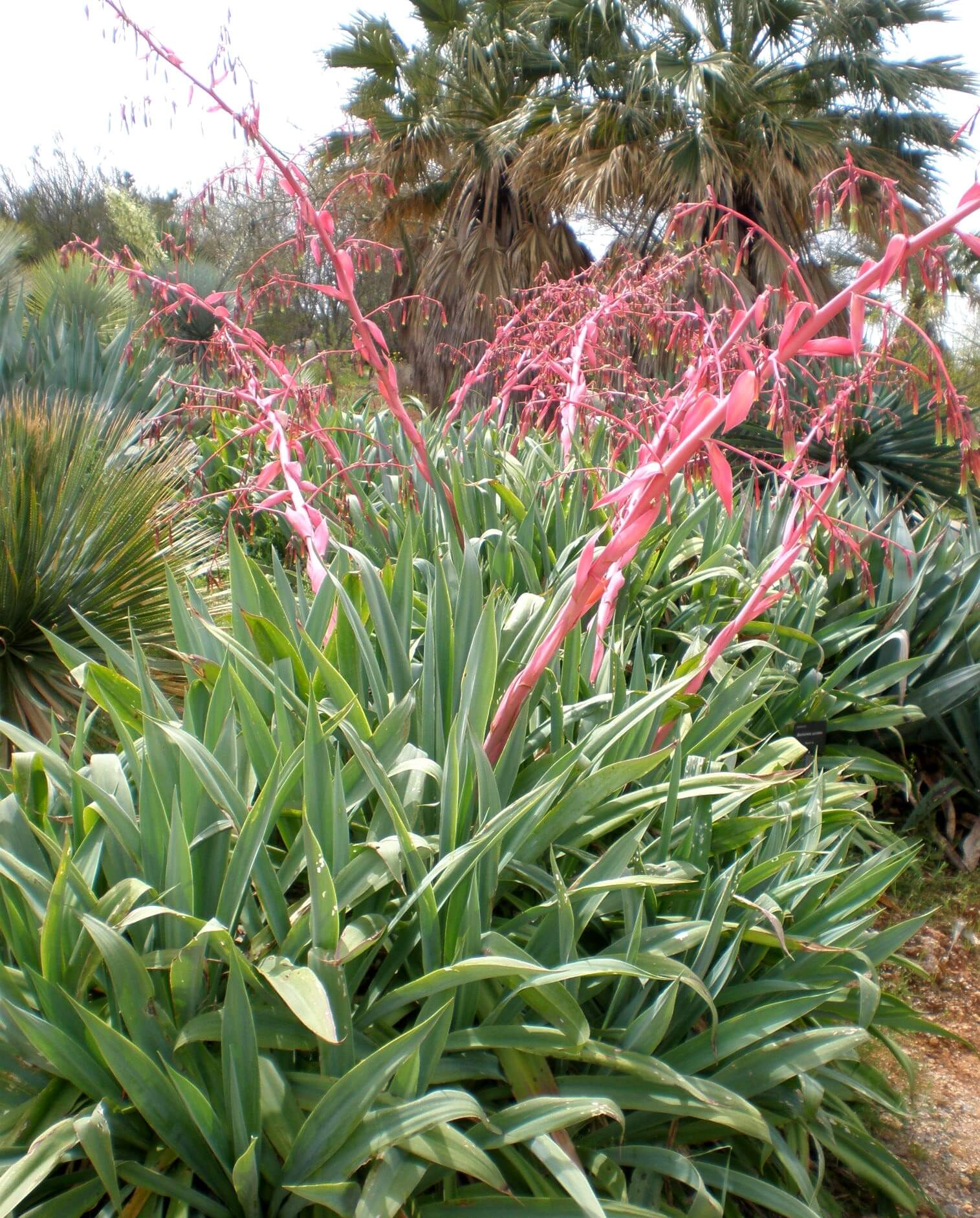 False Agave - Native Gardeners