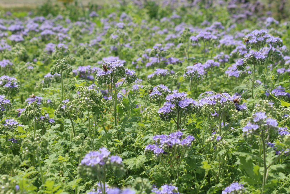 Blue Curls - Native Gardeners