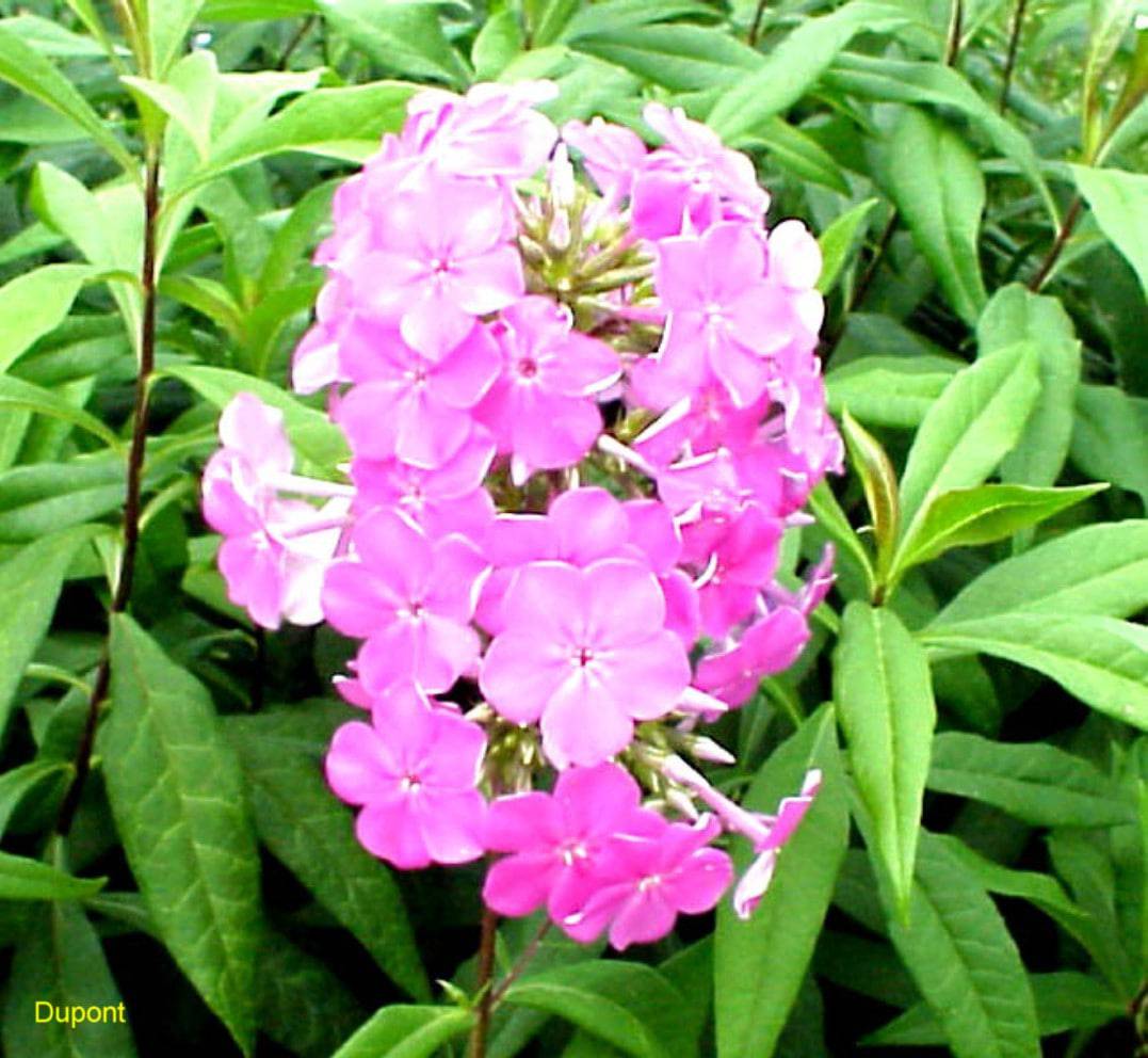 Garden Phlox 'Texas Pink' - Native Gardeners