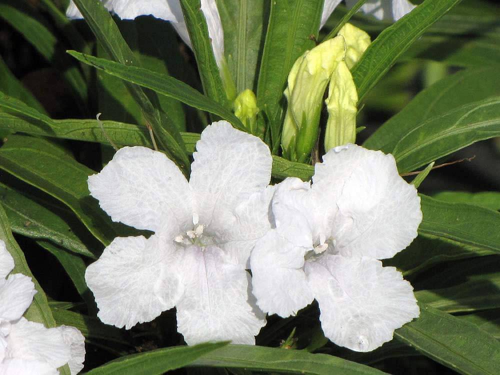 Katie's Dwarf Ruellia - White - Native Gardeners