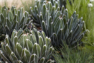 Queen Victoria Agave ‘Porcupine’