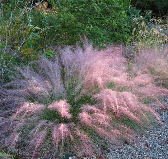 Seep Muhly - Native Gardeners