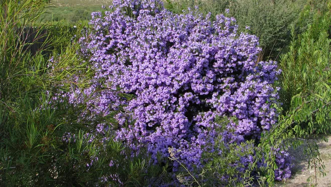 Texas Sage 'Rio Bravo'