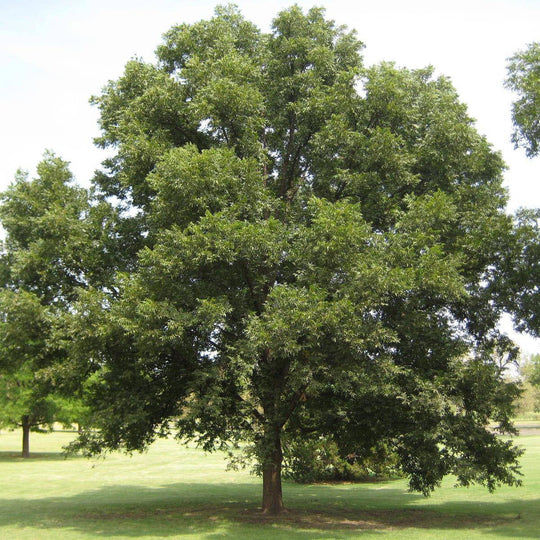 Pecan - Native Gardeners