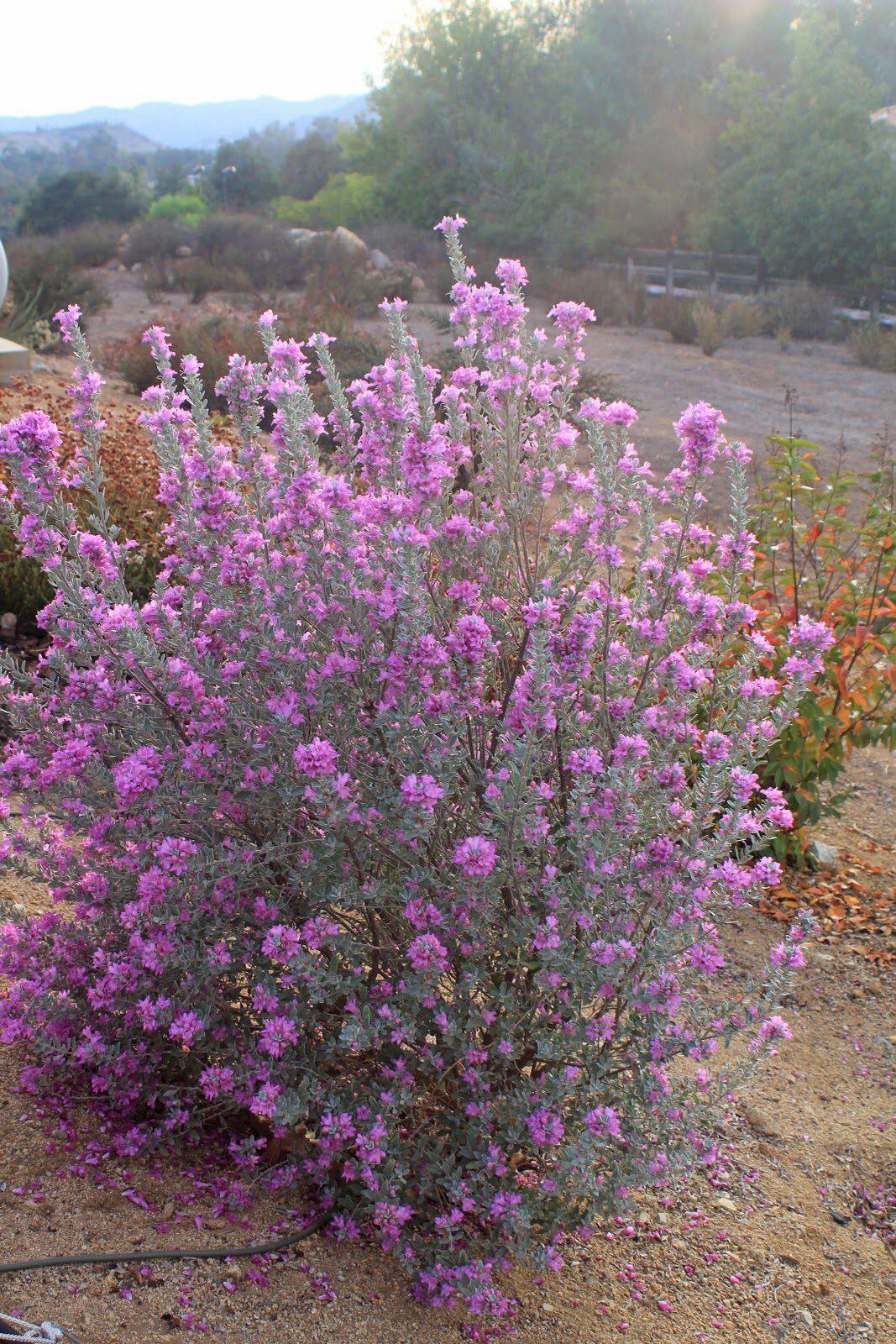 Texas Sage 'Heavenly Cloud' - Native Gardeners