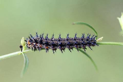 Buckeye larva (Junonia coenia)