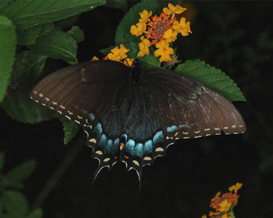 Black Swallowtail (Papilio polyxenes)