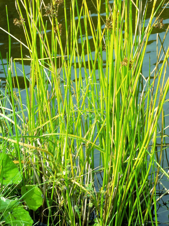 Soft Rush - Native Gardeners