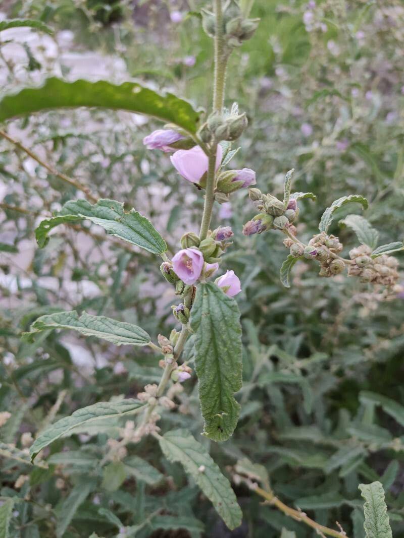 Narrowleaf Globe Mallow 'Pink' - Native Gardeners