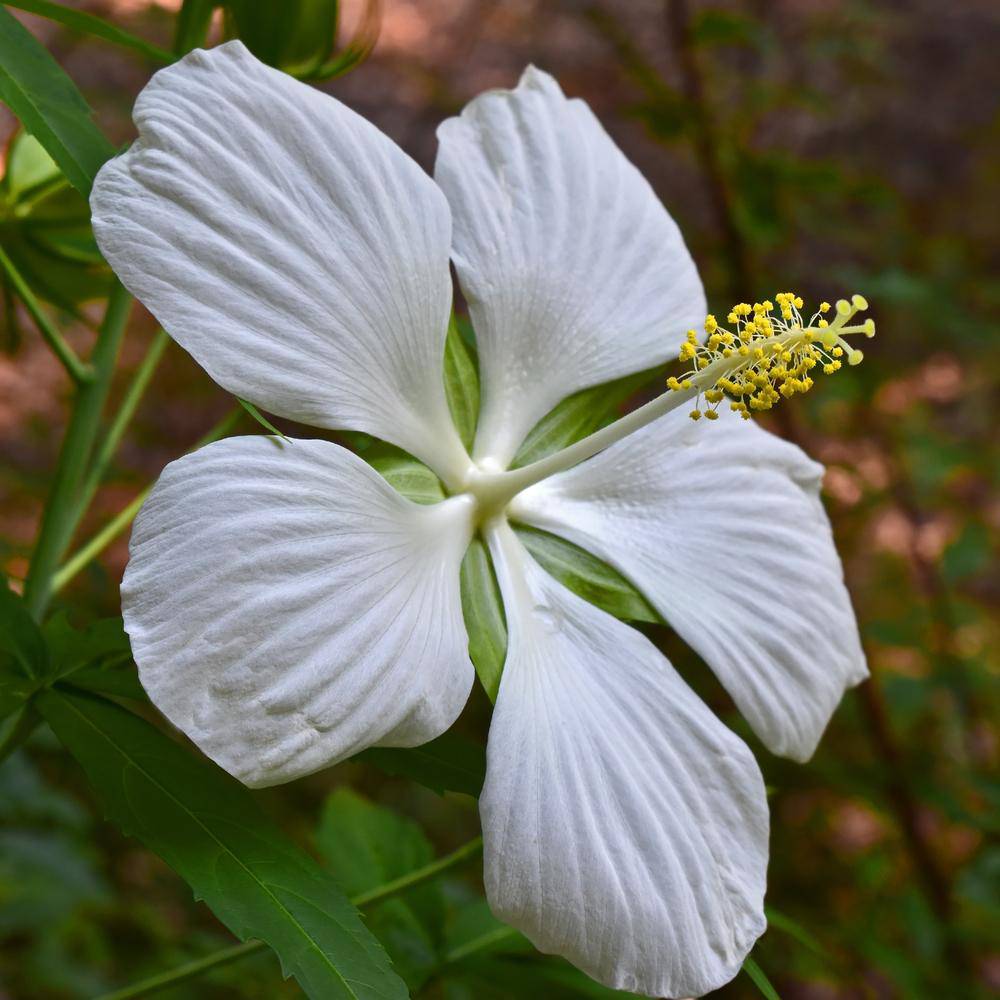 Texas Star Hibiscus - White - Native Gardeners