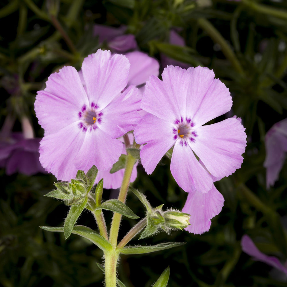 Moss Phlox 'Trot Creeping Pink' - Native Gardeners