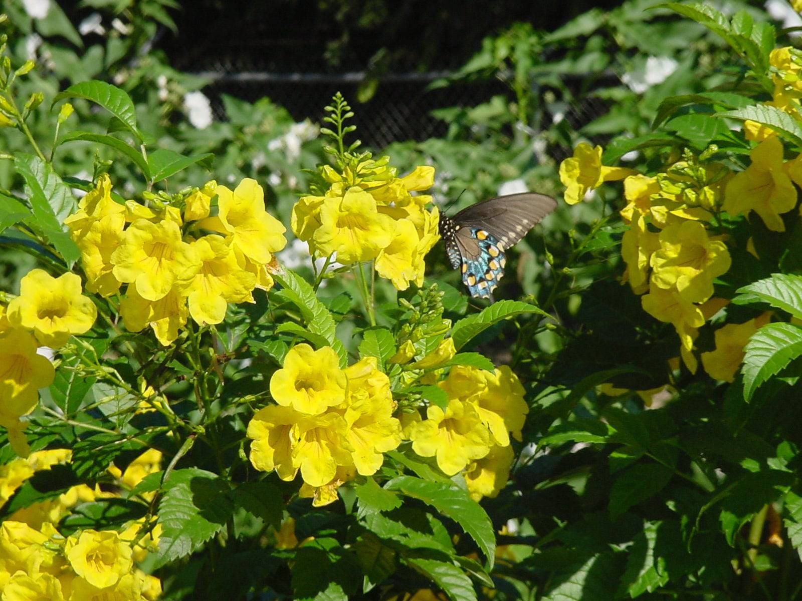 Yellow Bells 'Native' - Native Gardeners