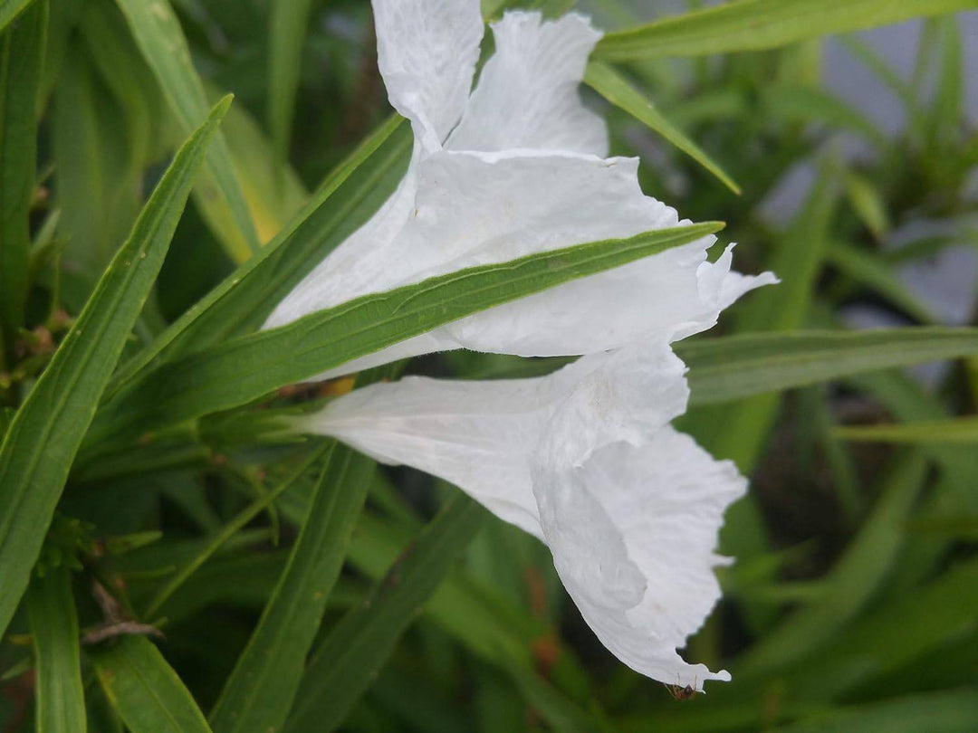 Katie's Dwarf Ruellia - White - Native Gardeners