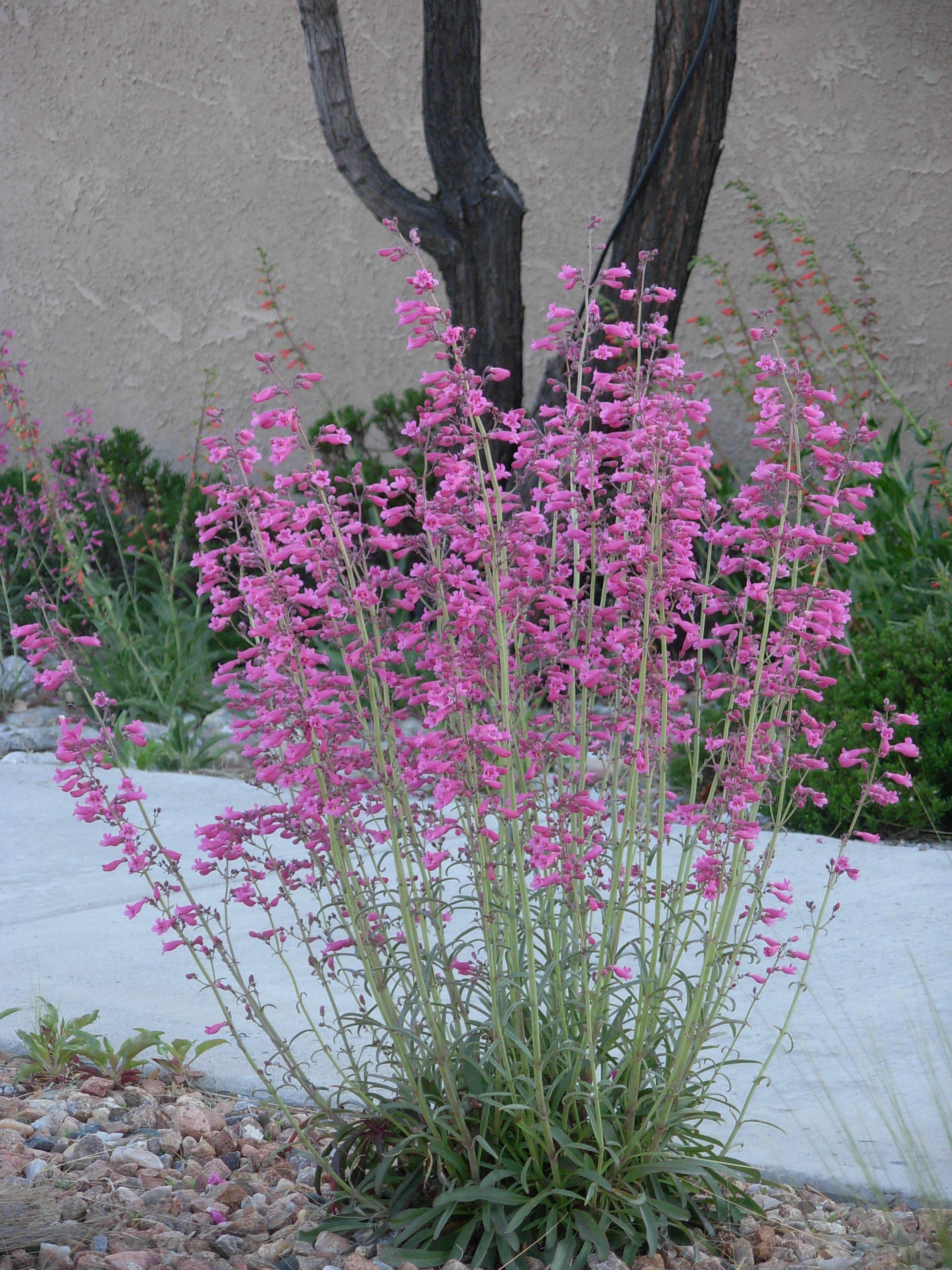 Penstemon 'Parry's' - Native Gardeners