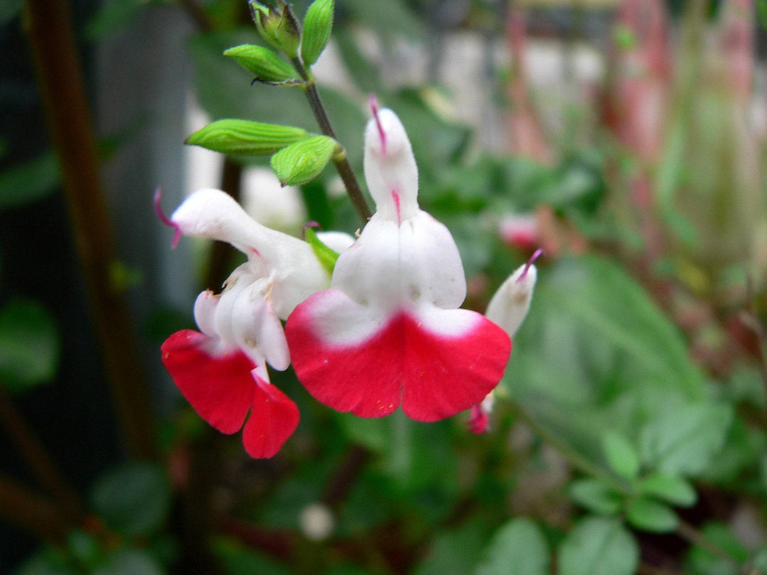 hot lips flower seeds Littleleaf Sage 'Hot Lips'