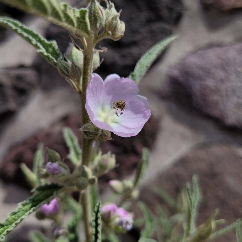 Narrowleaf Globe Mallow 'Pink' - Native Gardeners