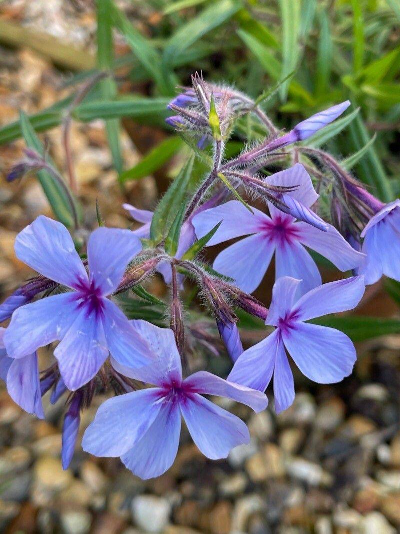 Woodland Phlox 'Louisiana Blue' - Native Gardeners