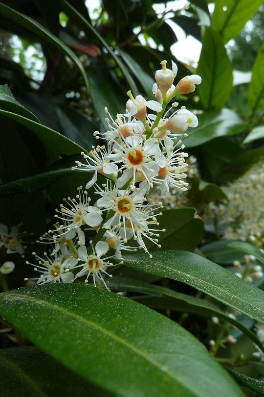 Cherry Laurel - Native Gardeners