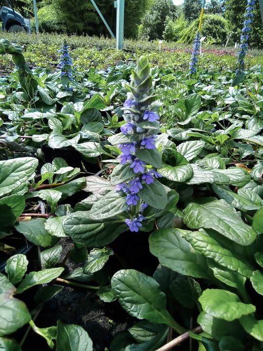 Ajuga 'Texas Tough' flower