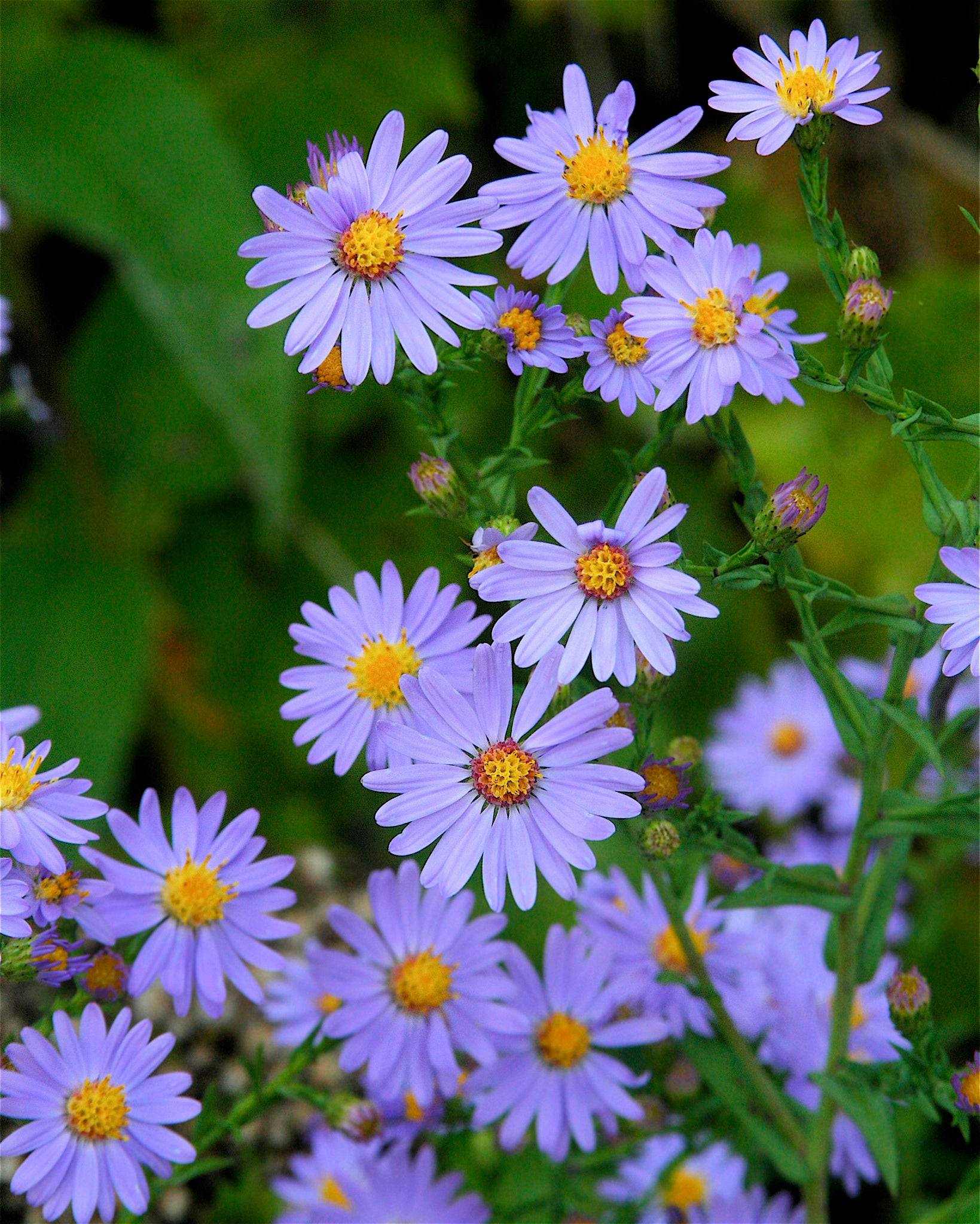 Smooth Blue Aster - Native Gardeners