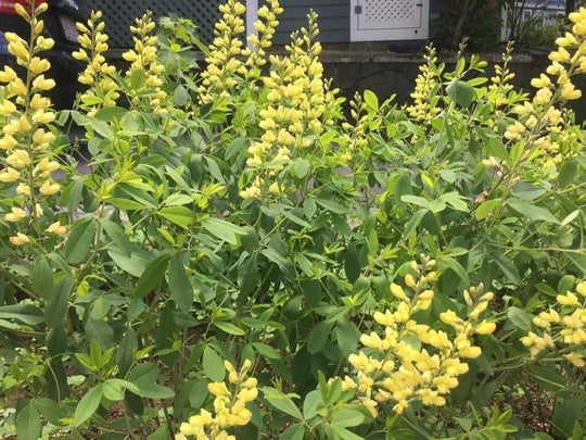 Yellow Wild Indigo - Native Gardeners