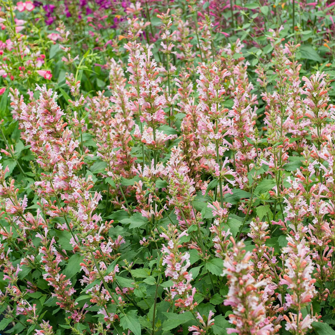 Agastache 'Pink Pearl' flowers