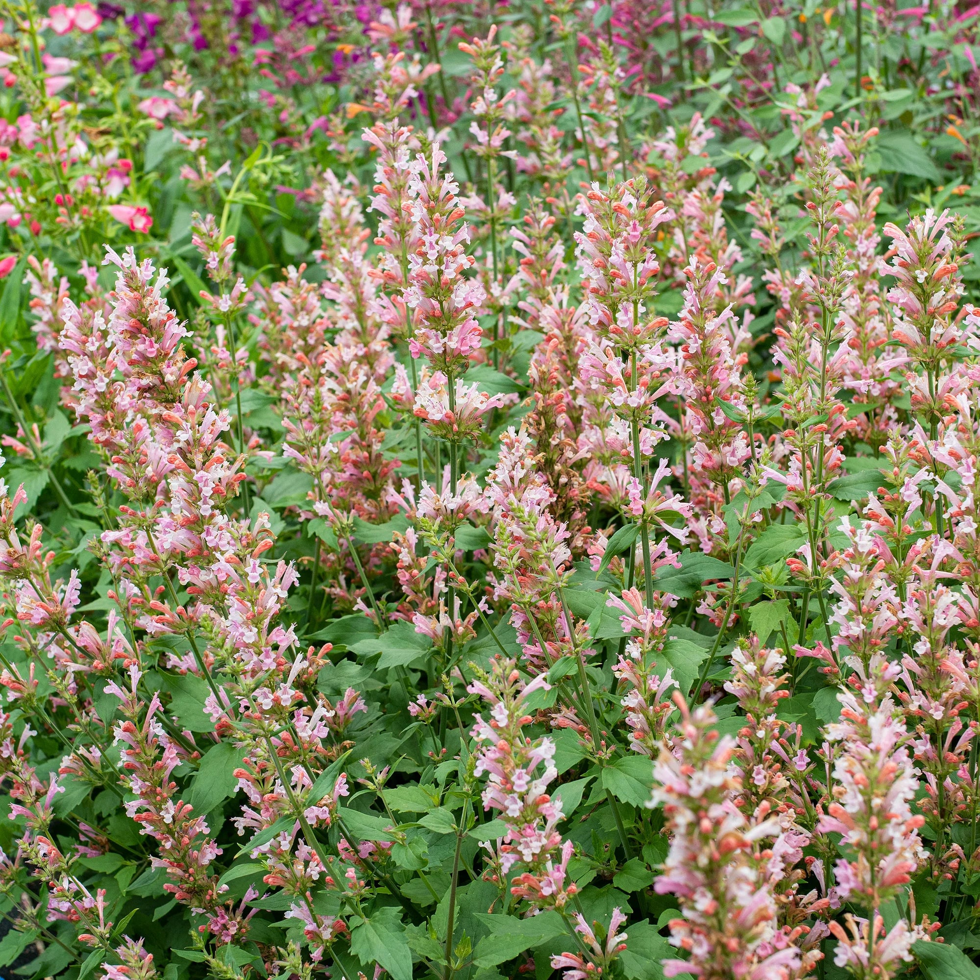 Agastache 'Pink Pearl' flowers