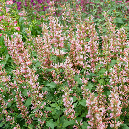 Agastache 'Pink Pearl' flowers