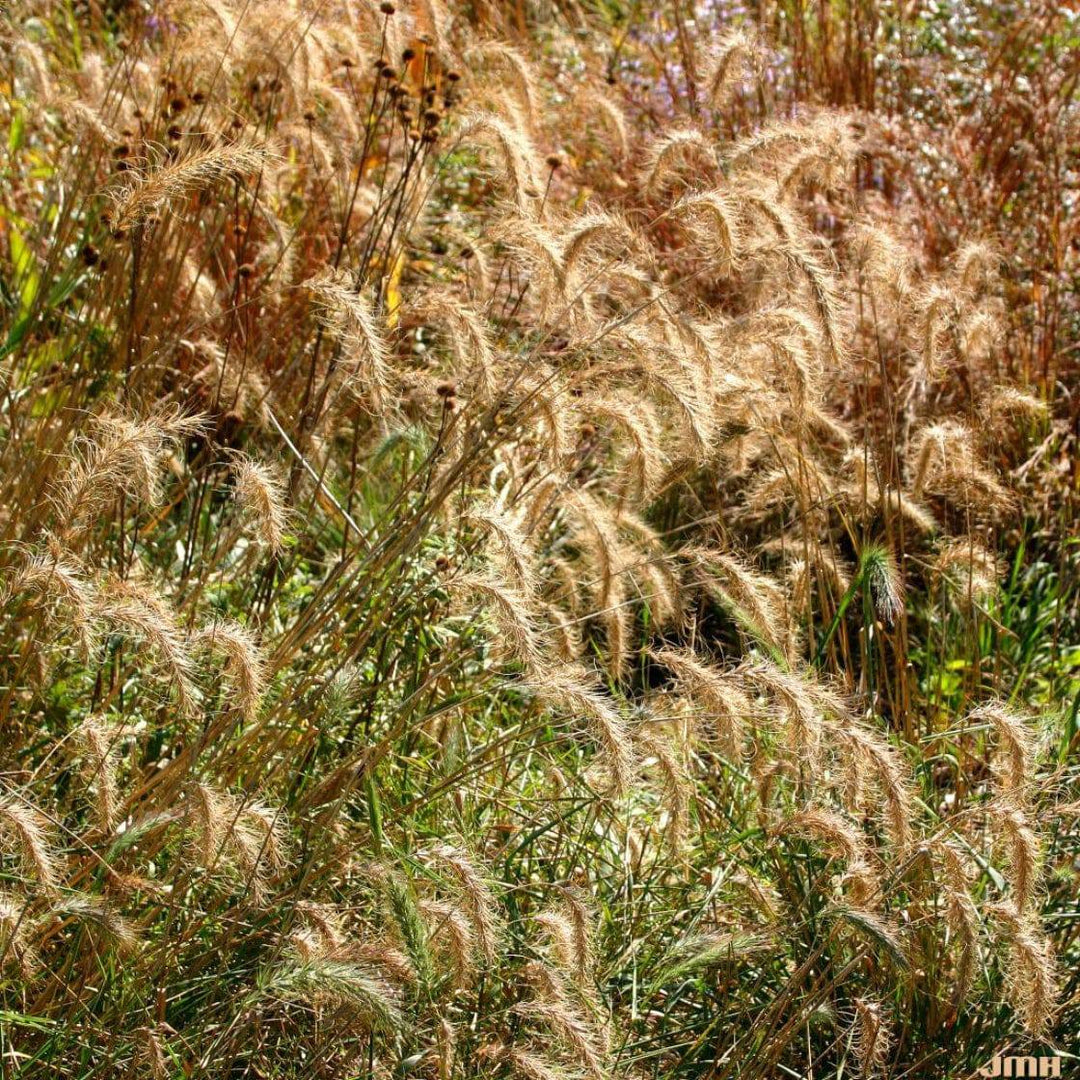 Canada Wildrye - Native Gardeners