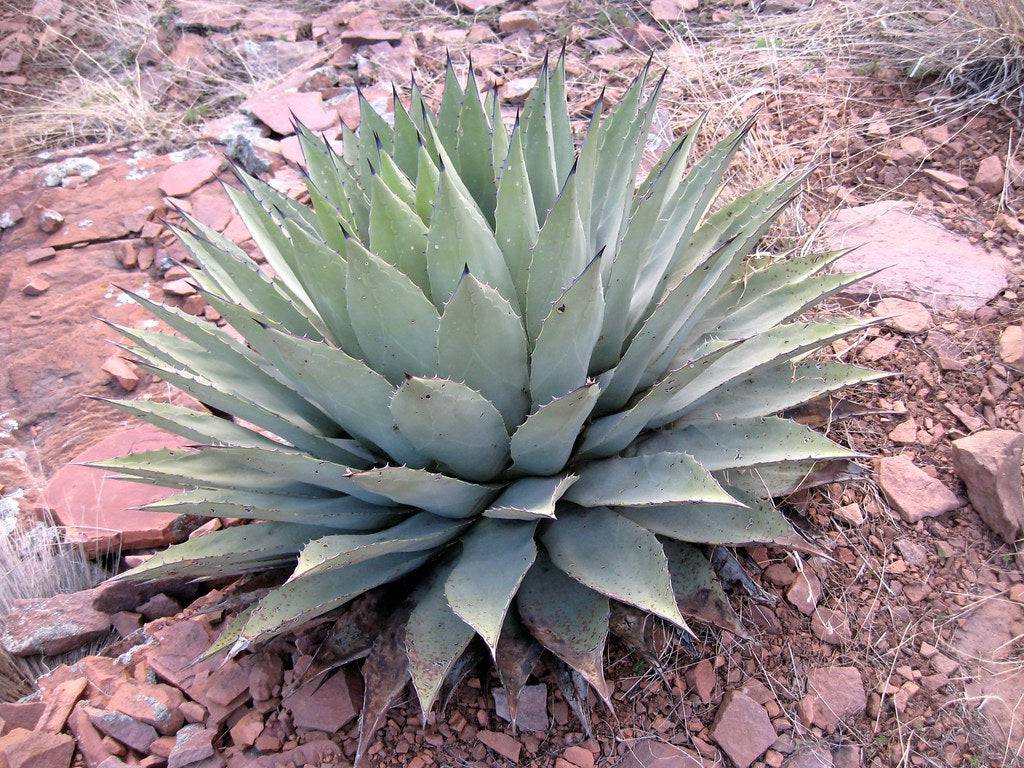 Agave 'Parry's' leaves