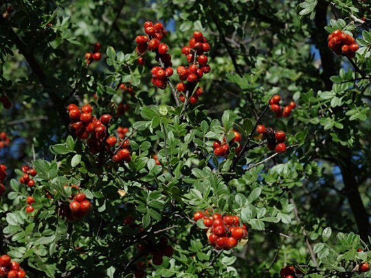 Little Leaf Sumac - Native Gardeners