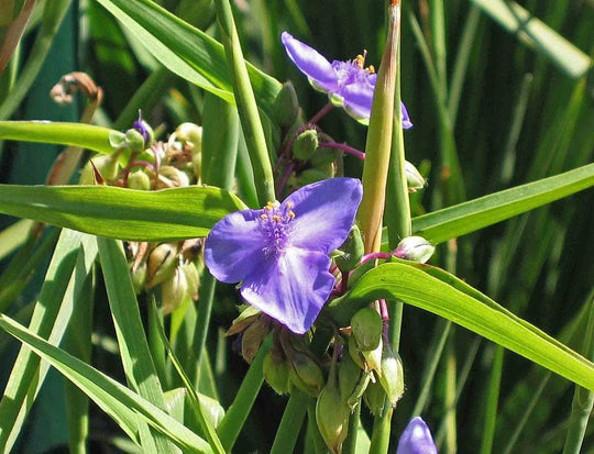 Spiderwort - Native Gardeners