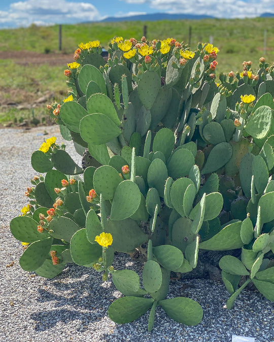 Prickly Pear 'Spineless' - Native Gardeners