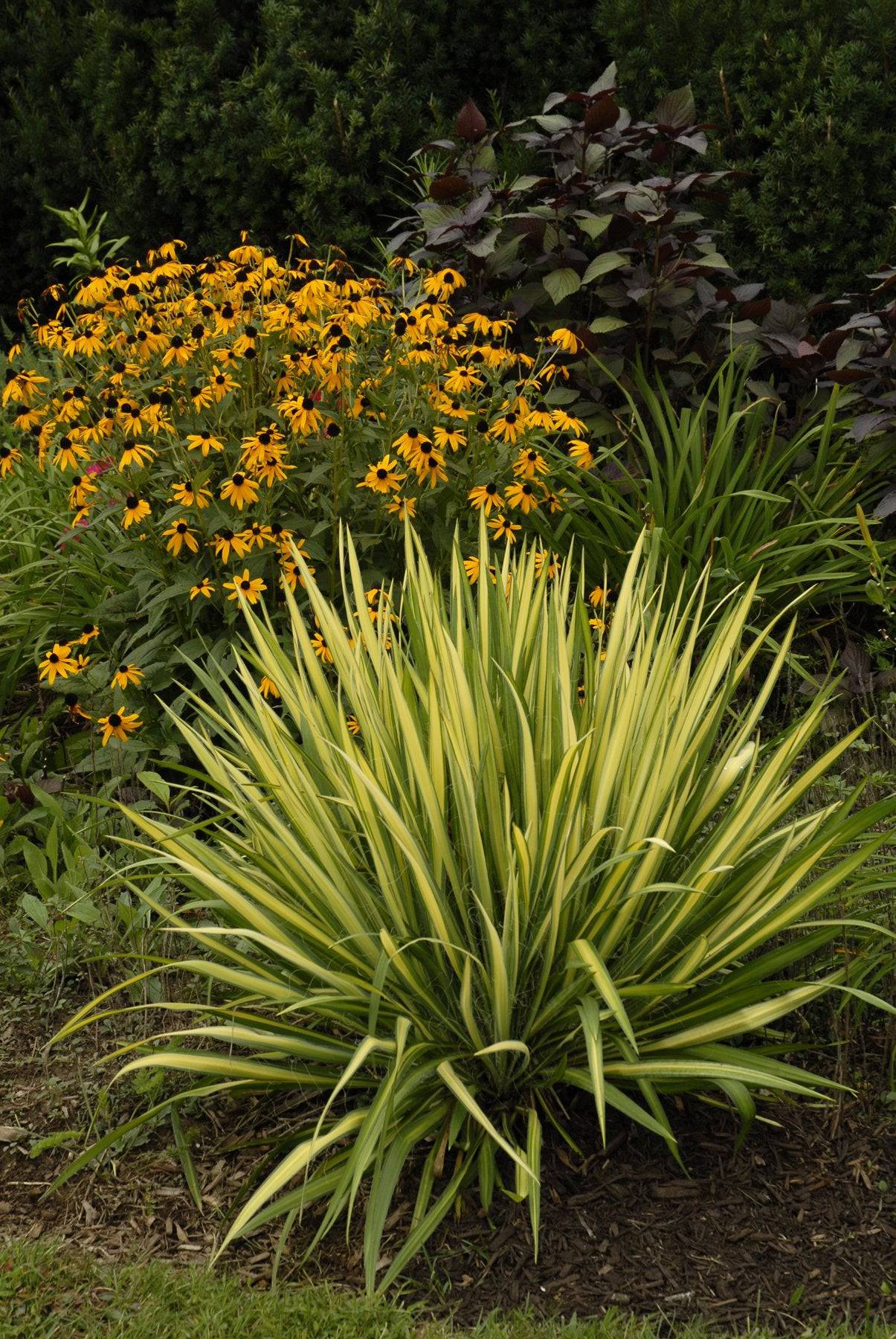 Adam's needle 'color guard' with flowers