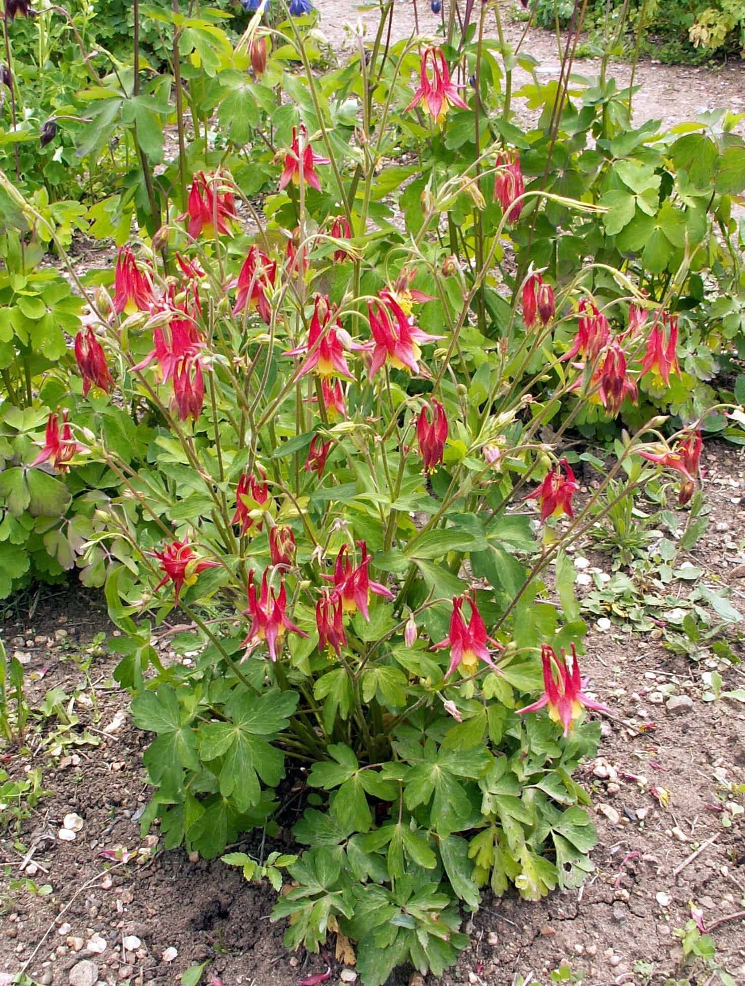 Red Columbine - Native Gardeners