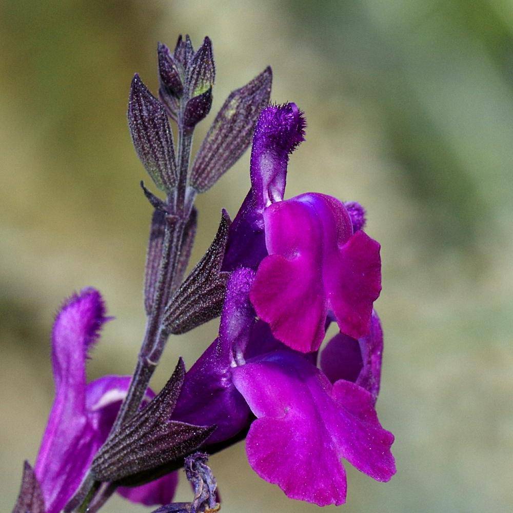 Autumn Sage 'Ultra Violet' - Native Gardeners