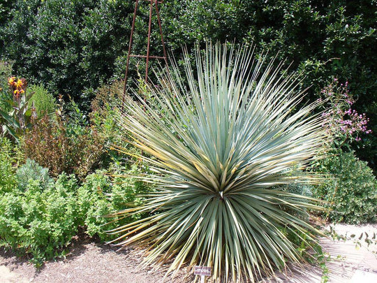 Blue Nolina - Native Gardeners