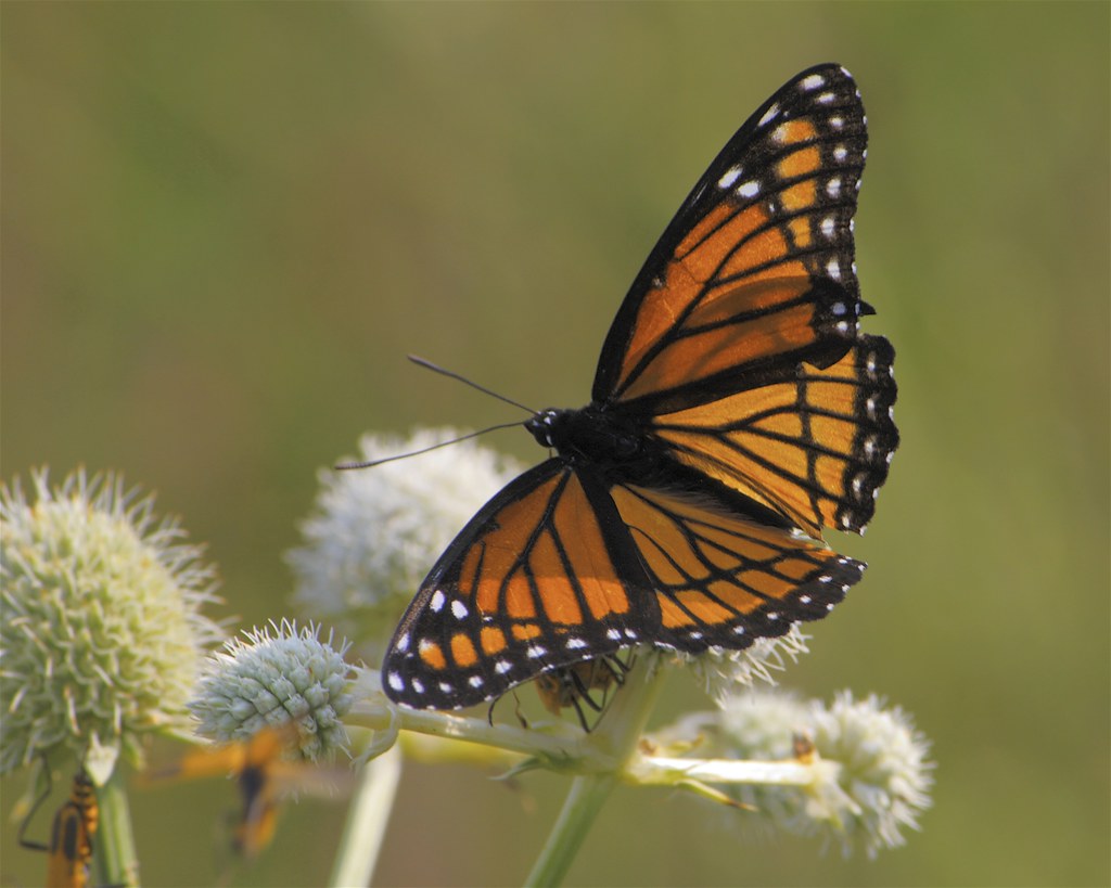 Viceroy Butterfly (Limenitis archippus)