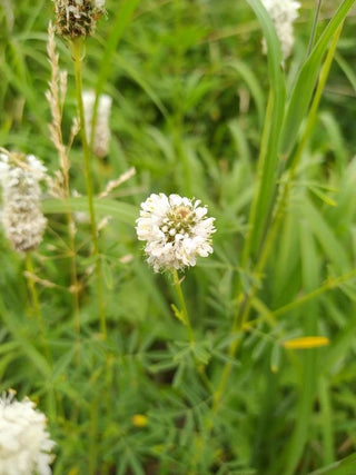 Roundhead Prairie Clover
