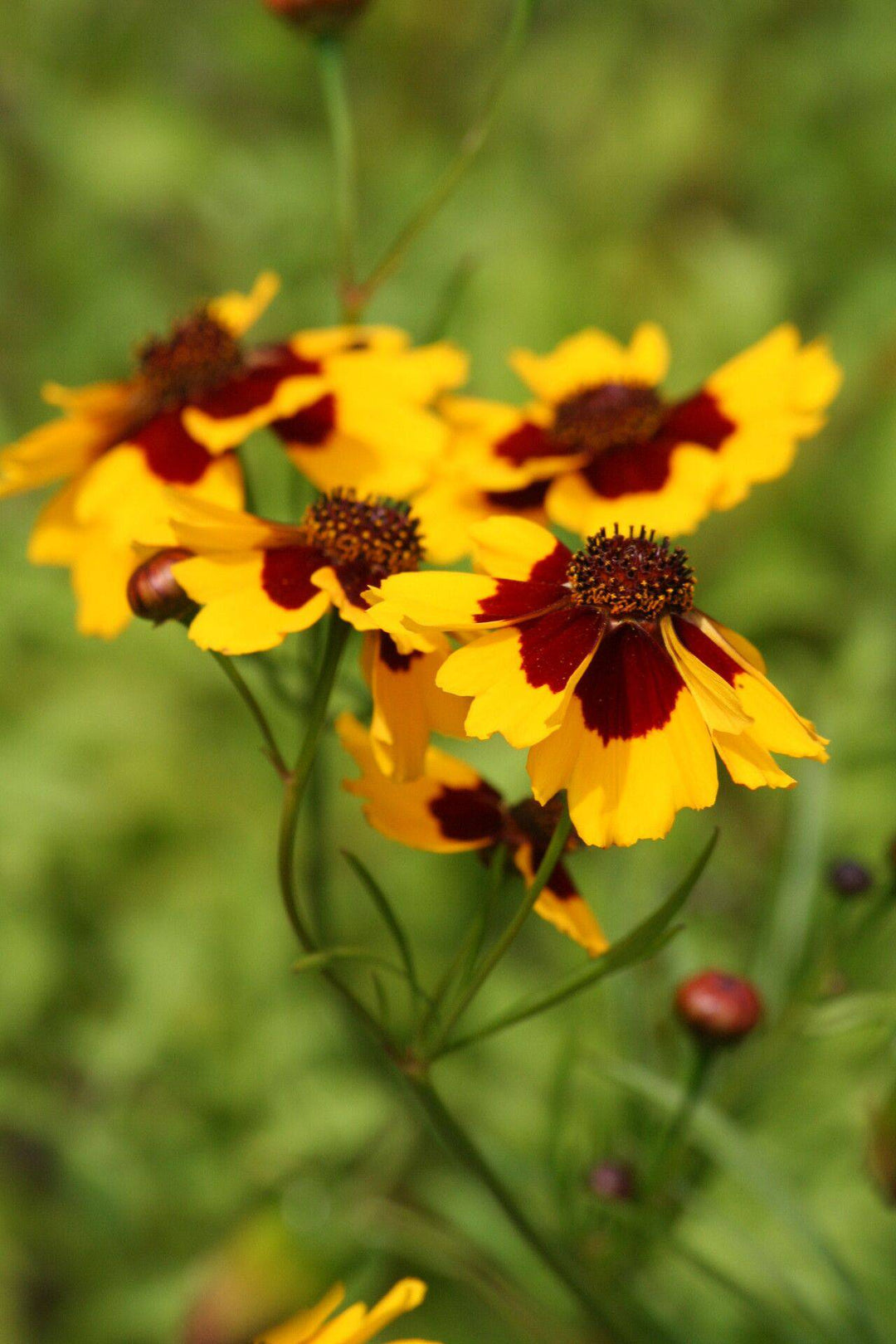 tick seed flower Goldenmane Tickseed