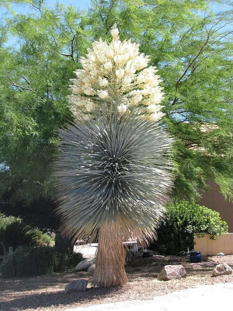 Beaked Yucca