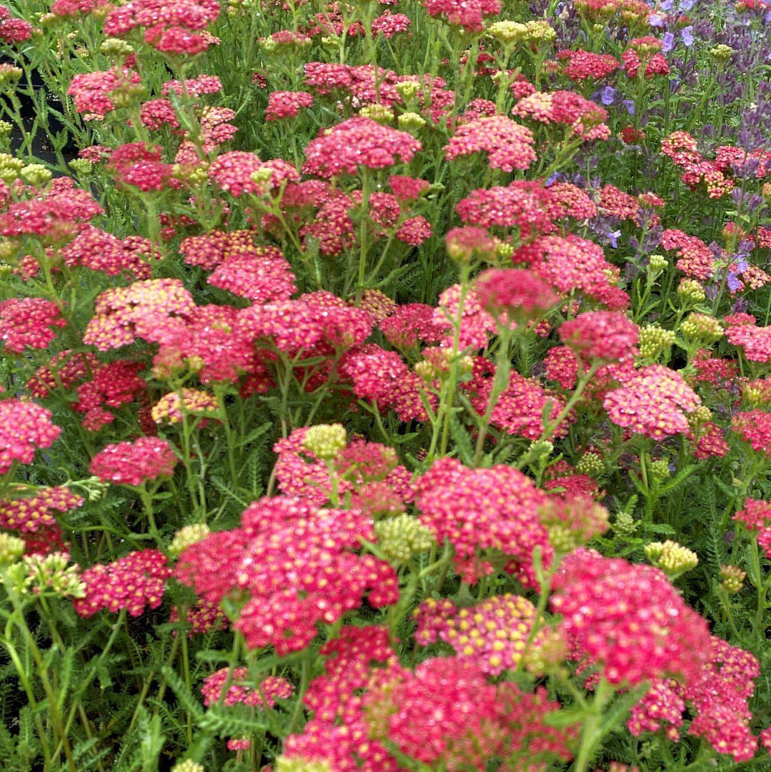 Yarrow 'Paprika' - Native Gardeners