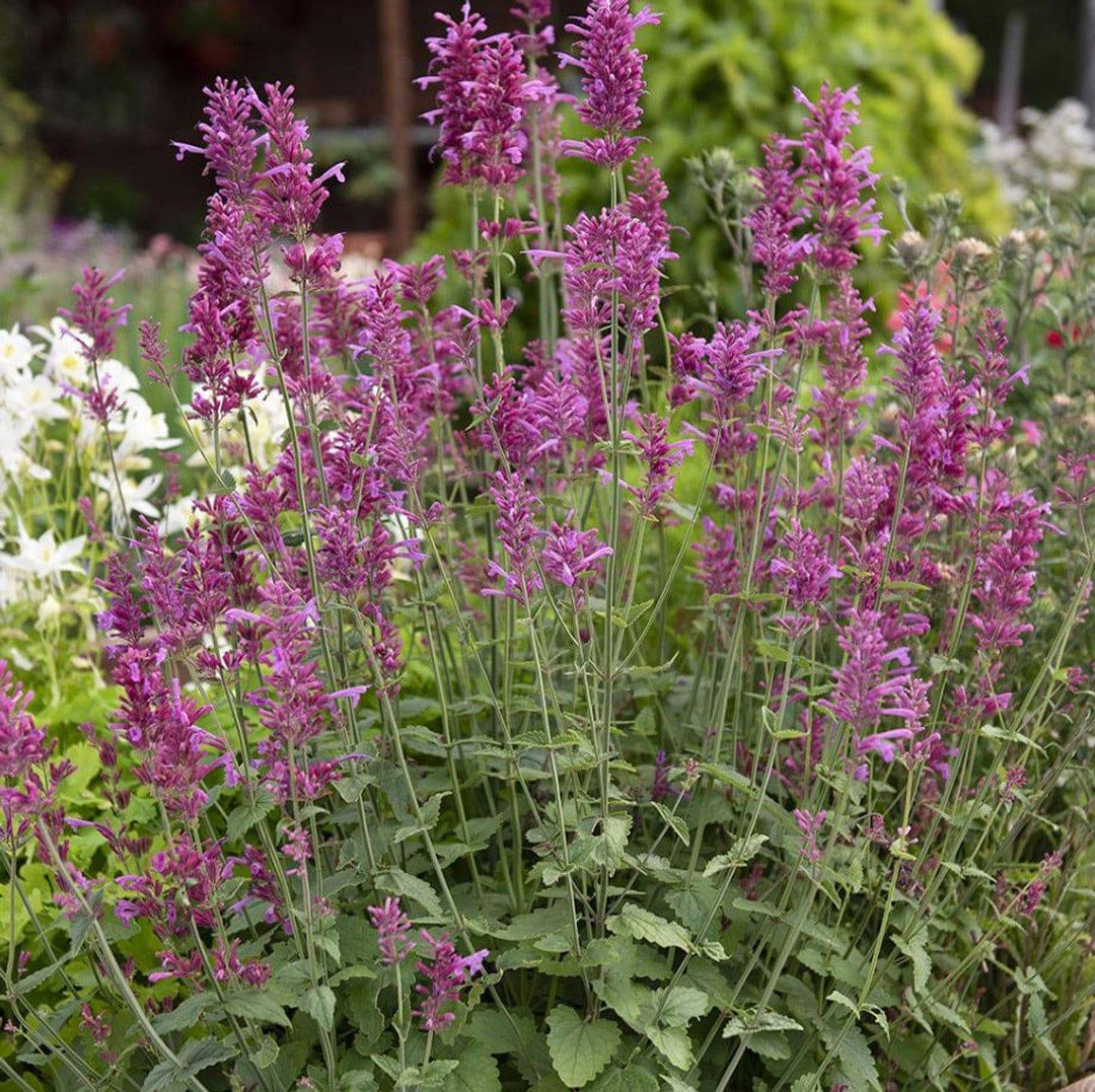 Agastache 'Heather Queen'