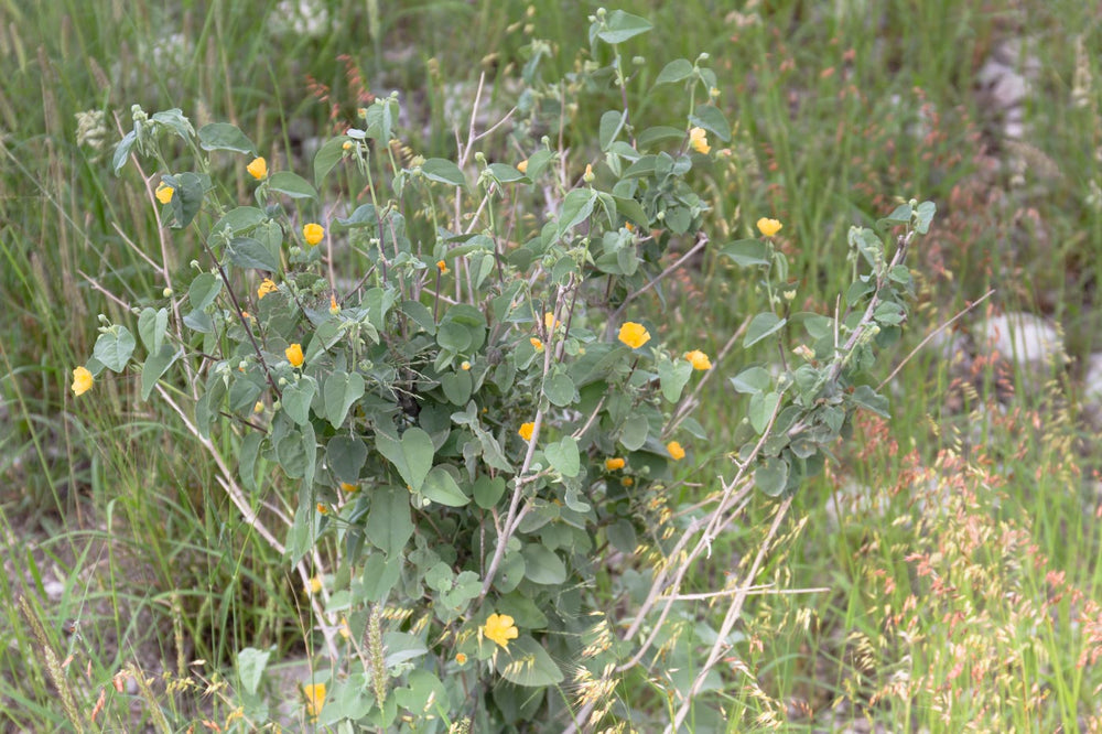 Palmer's Abutilon - Native Gardeners