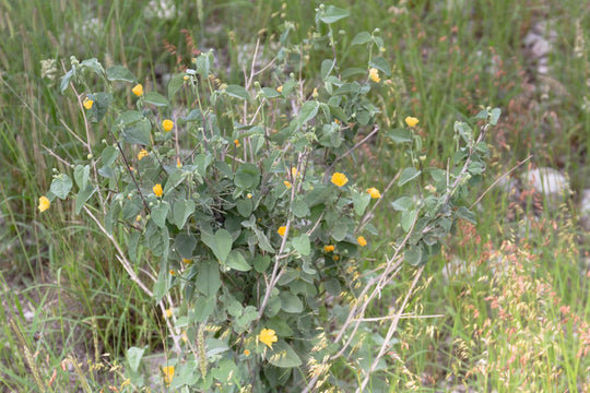 Palmer's Abutilon - Native Gardeners
