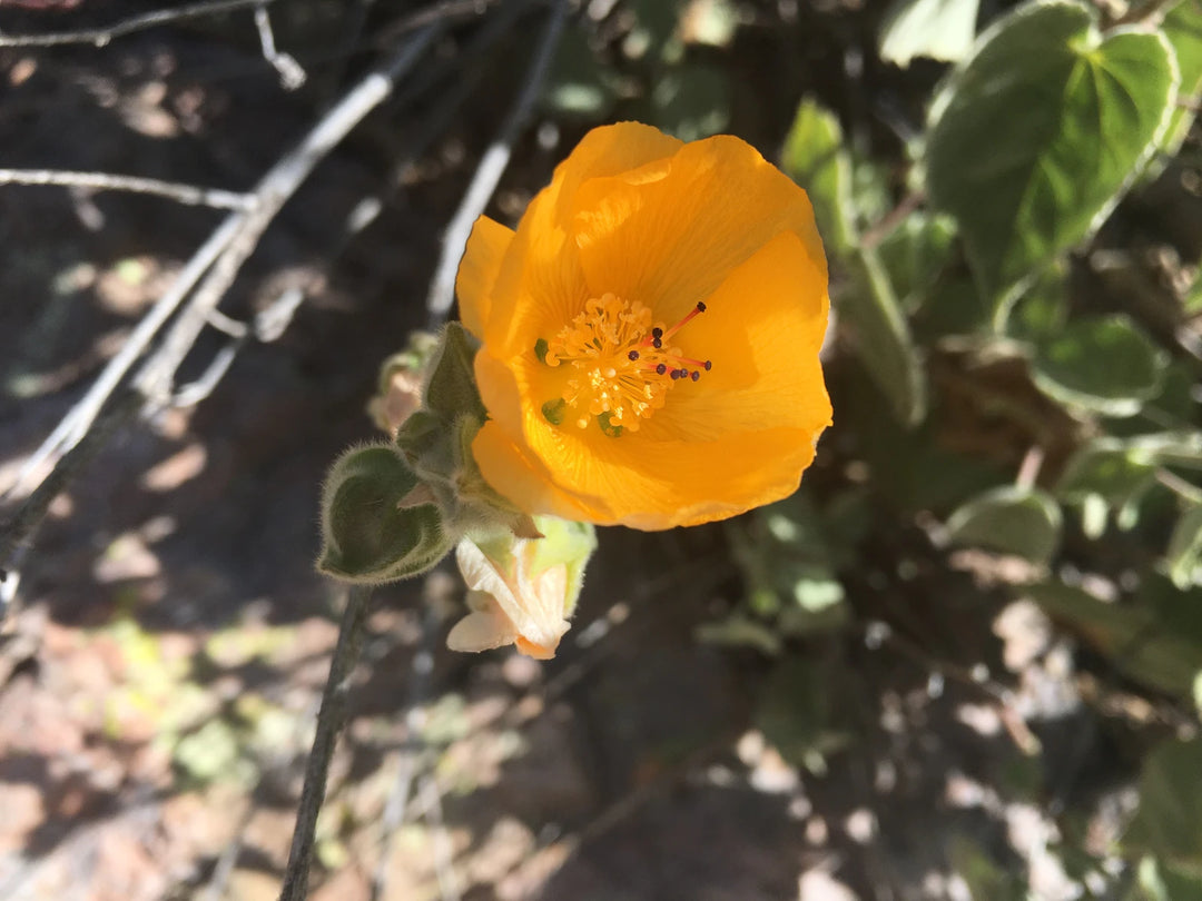 Palmer's Abutilon - Native Gardeners