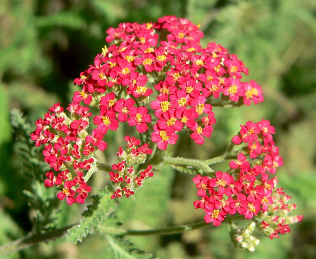 Yarrow 'Paprika' - Native Gardeners