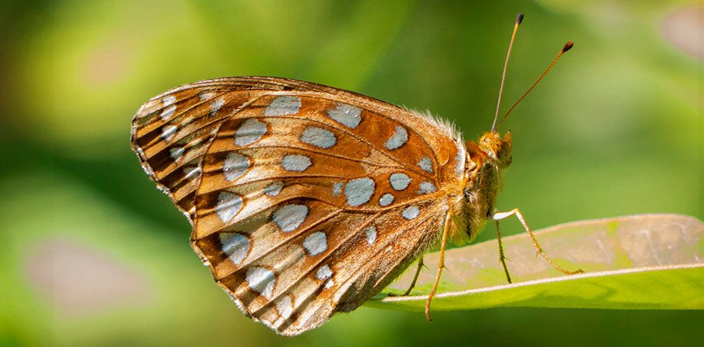 Great spangled fritillary (Speyeria cybele)