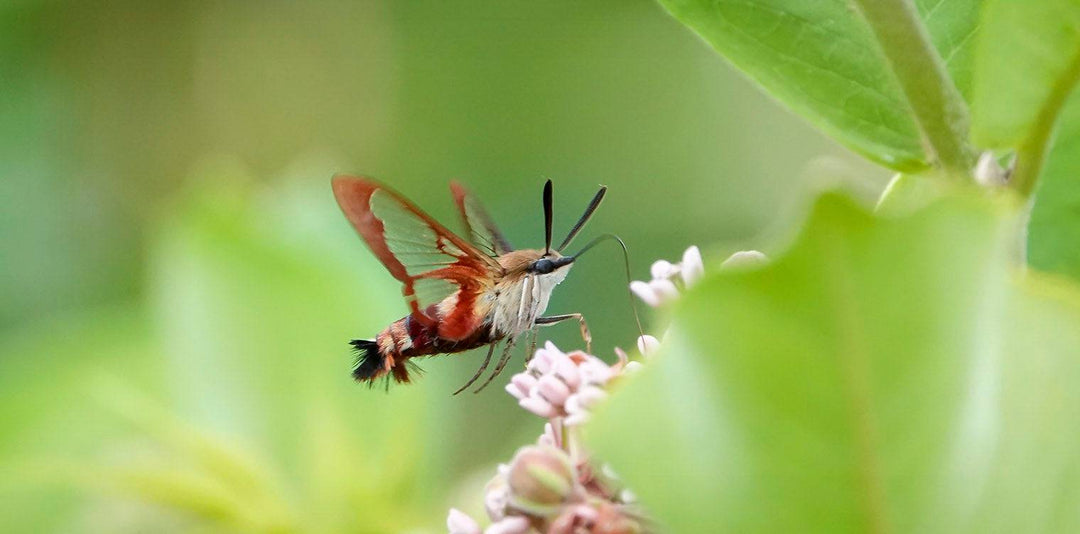 Hummingbird Clearwing Moth (Hemaris spp.)